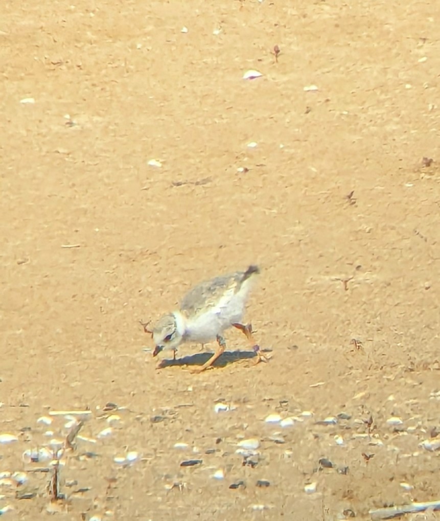 Piping Plover - ML638616815
