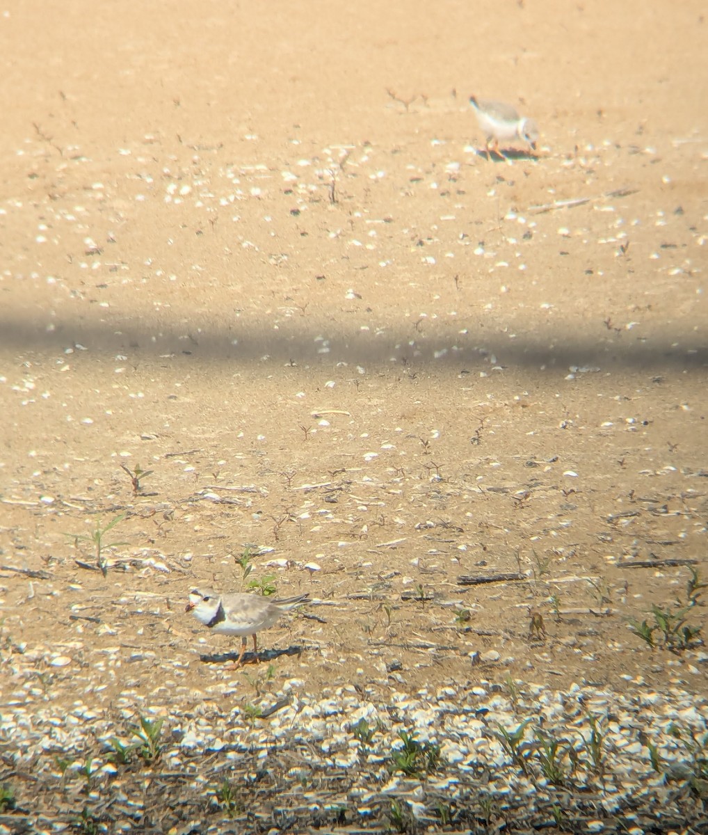 Piping Plover - ML638616817