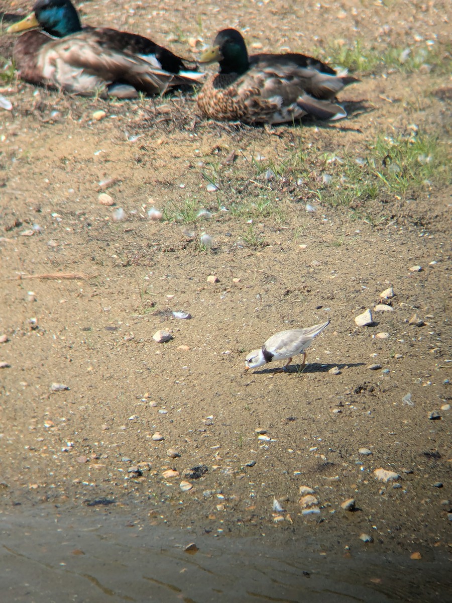 Piping Plover - ML638616818