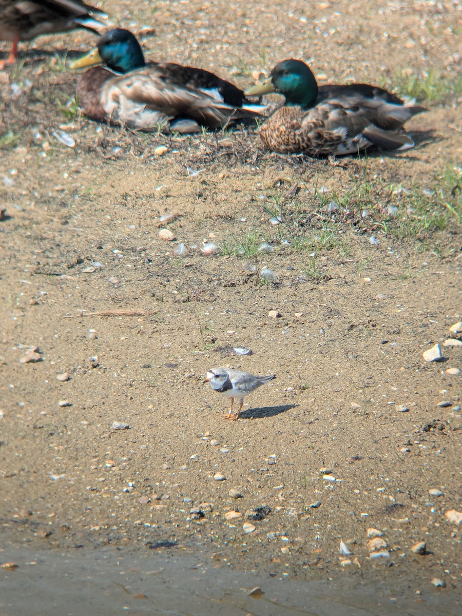 Piping Plover - ML638616819