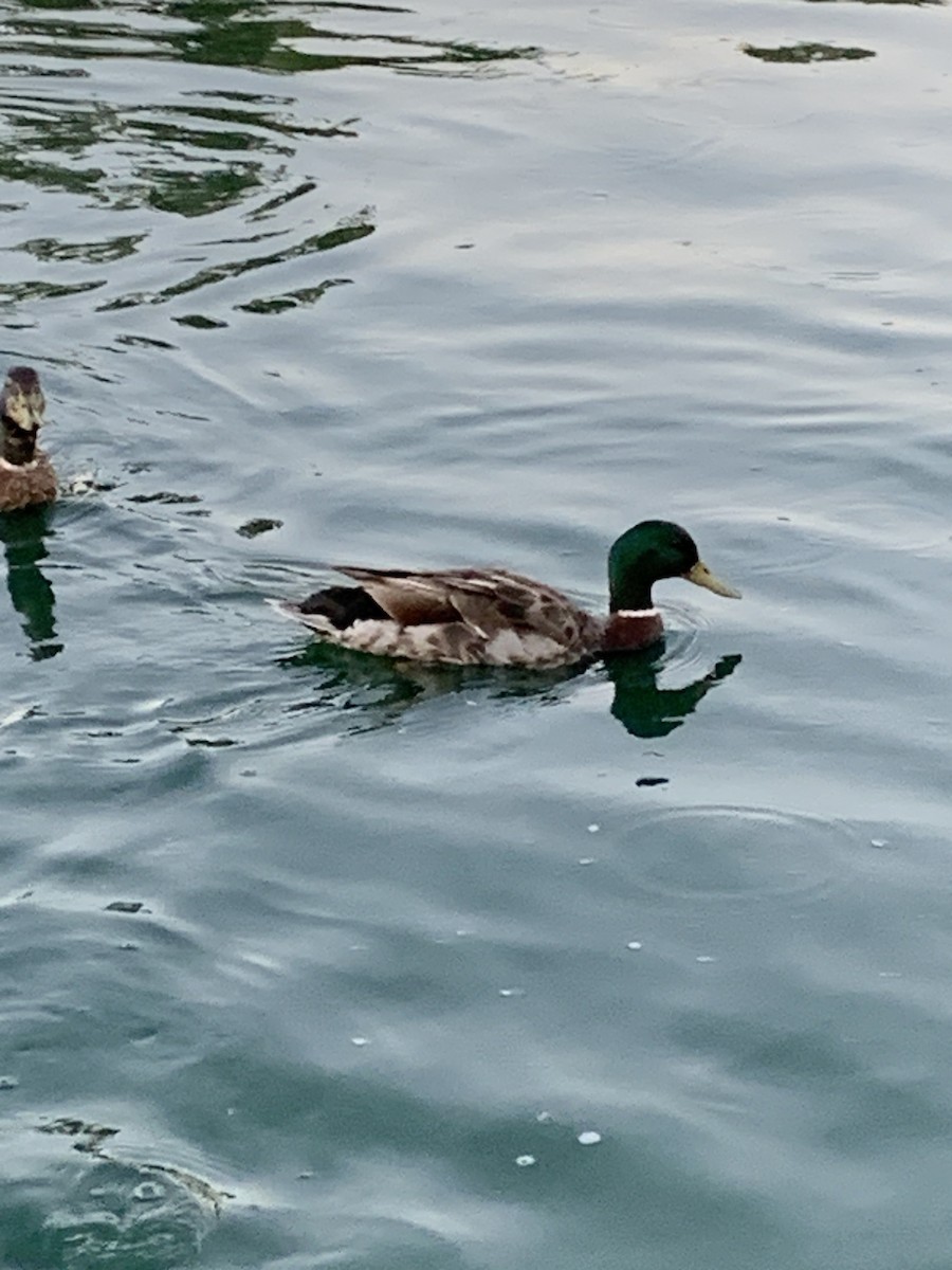 Mallard - ML638616821