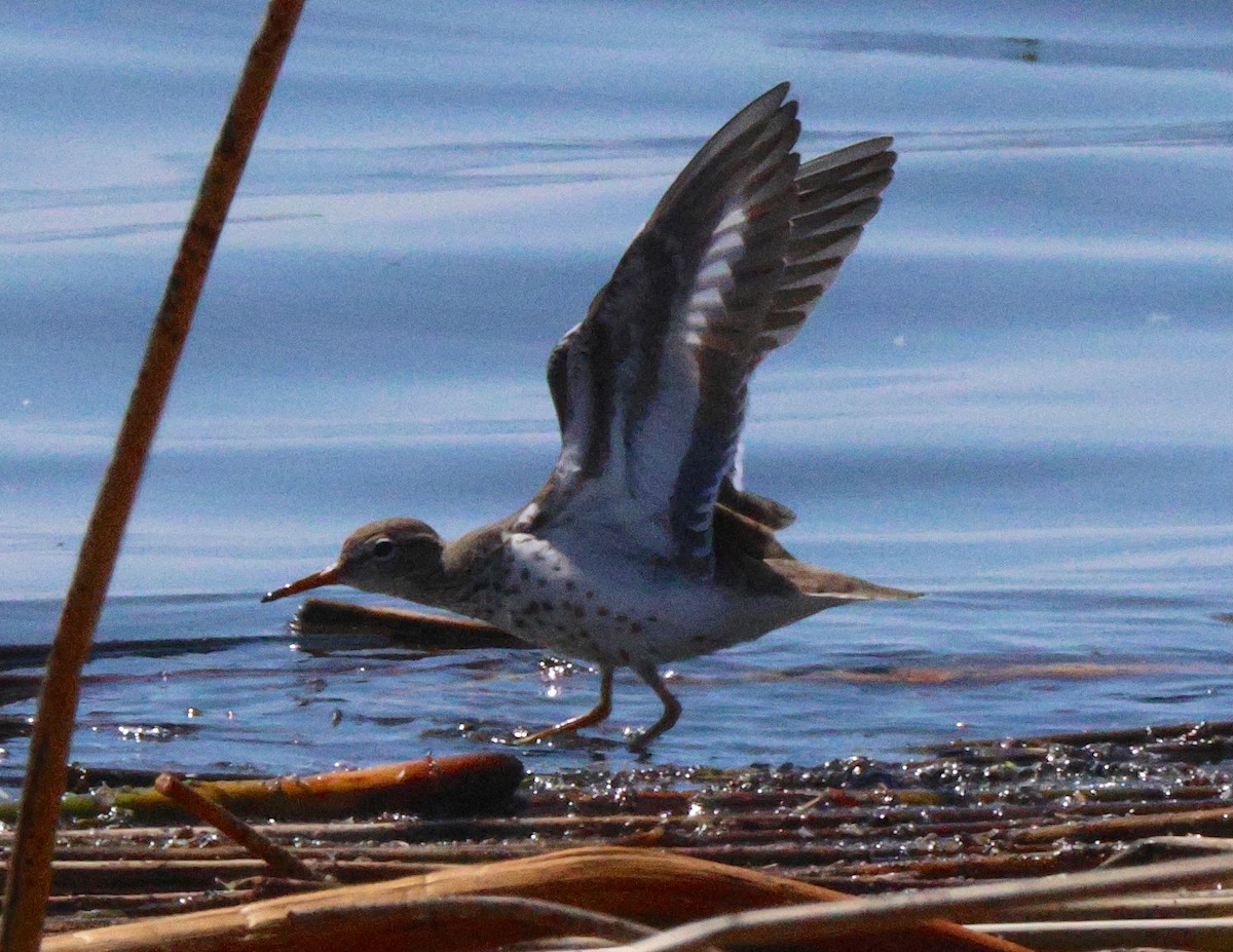 Spotted Sandpiper - ML638616856