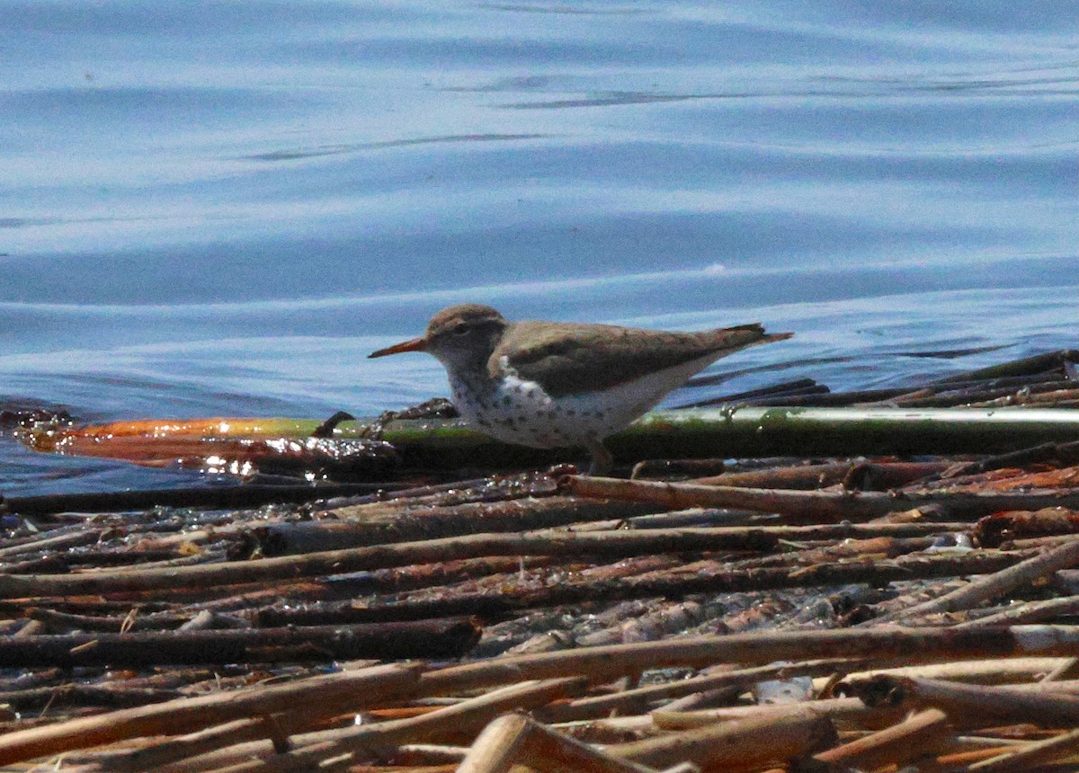 Spotted Sandpiper - ML638616857
