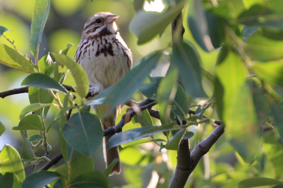 Song Sparrow - ML638616869