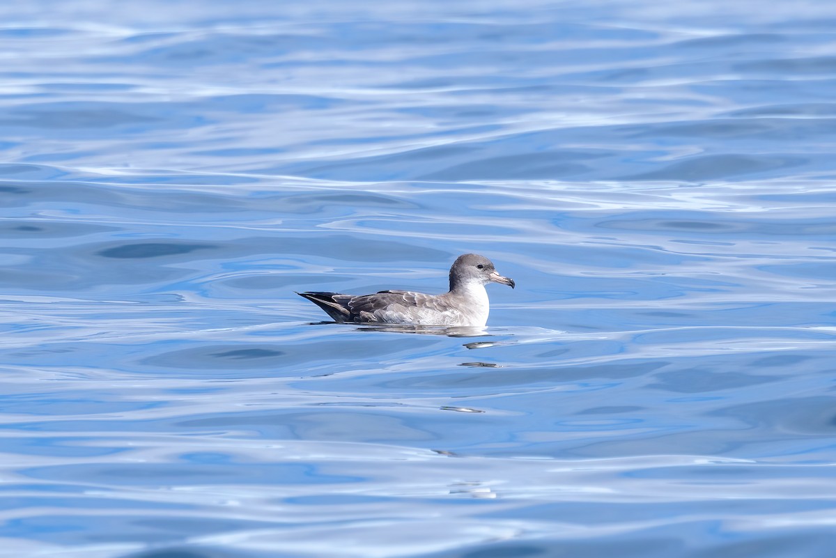 Puffin à pieds roses - ML638616872
