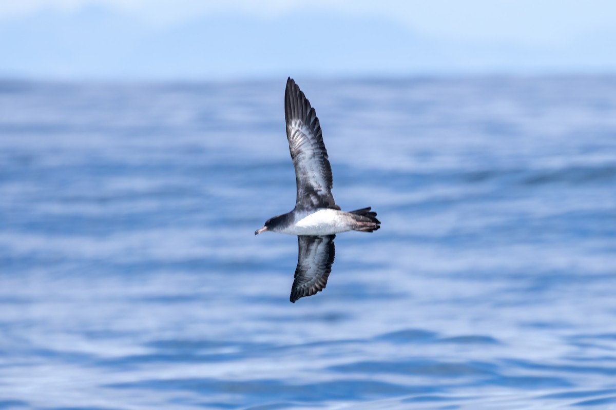 Puffin à pieds roses - ML638616873