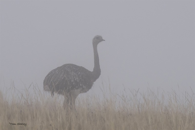 Lesser Rhea (Darwin's) - ML638616874