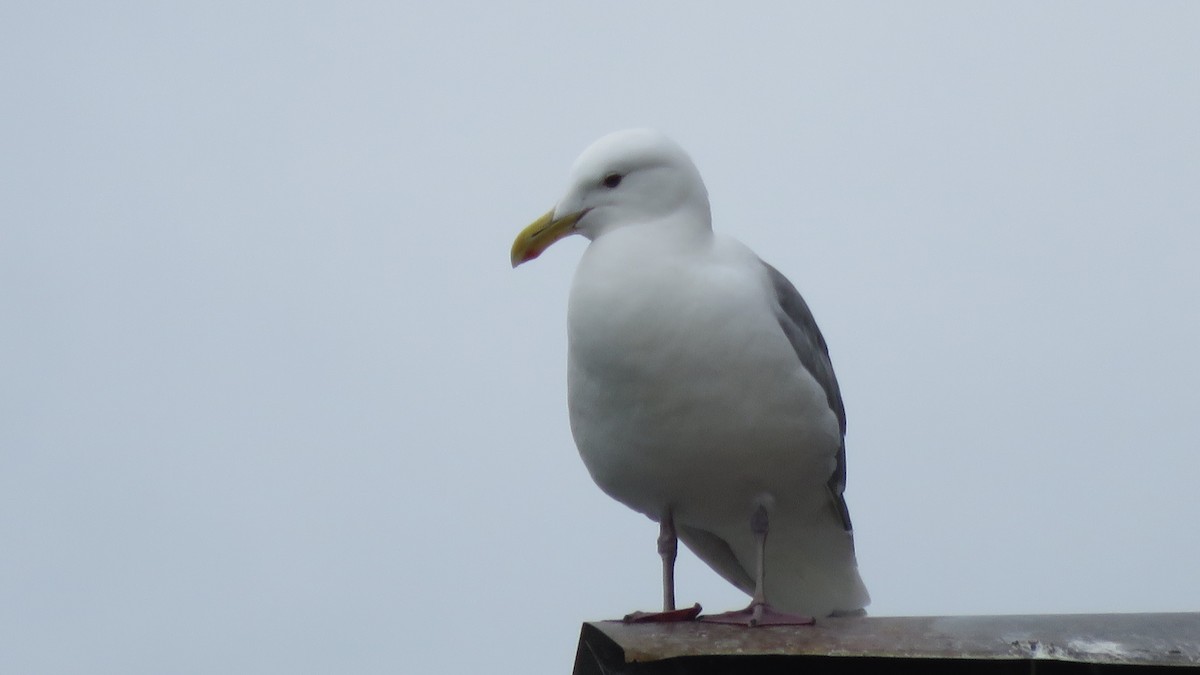 Glaucous-winged Gull - ML63861691