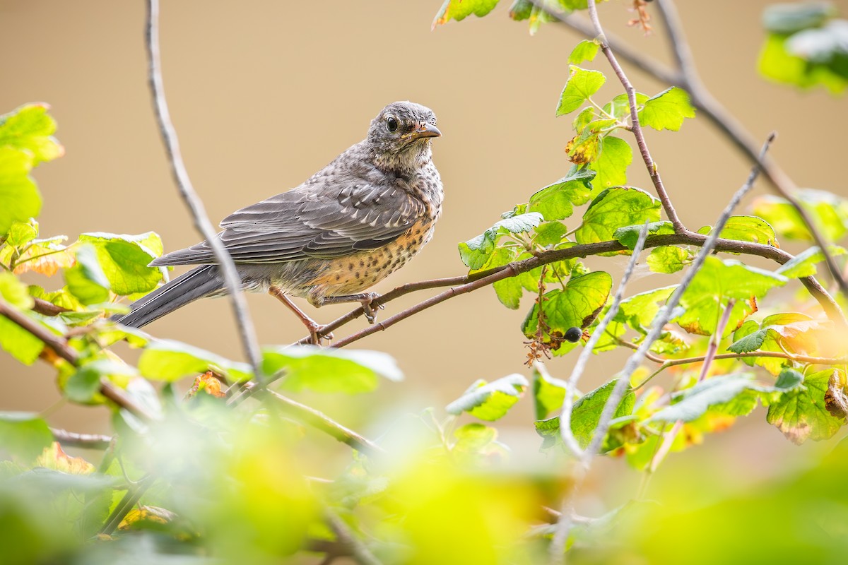 American Robin - ML638616924