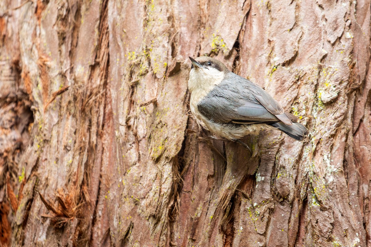 Pygmy Nuthatch - ML638616929