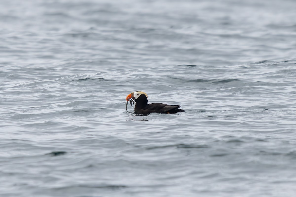 Tufted Puffin - ML638616945