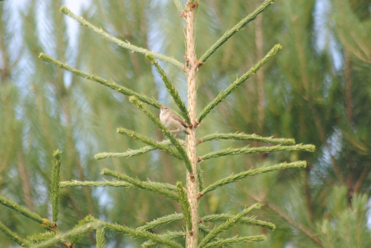 Booted Warbler - ML638616953