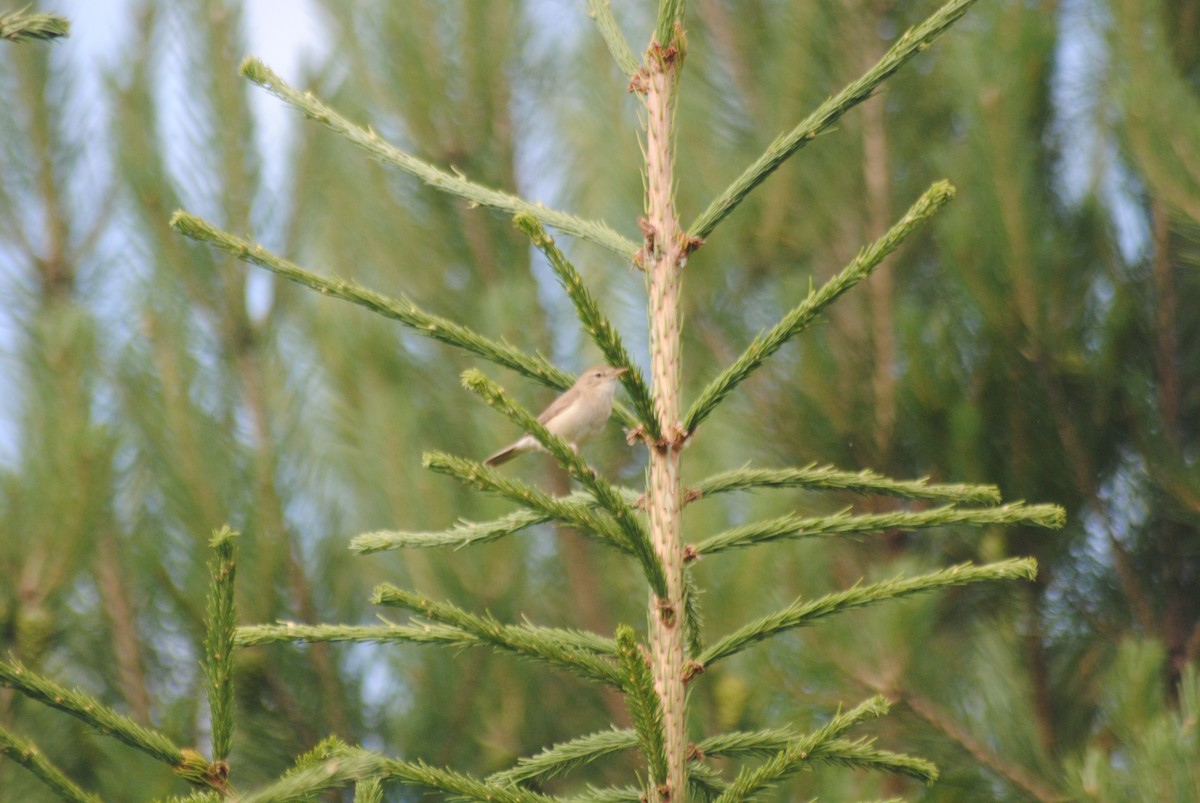 Booted Warbler - ML638616955
