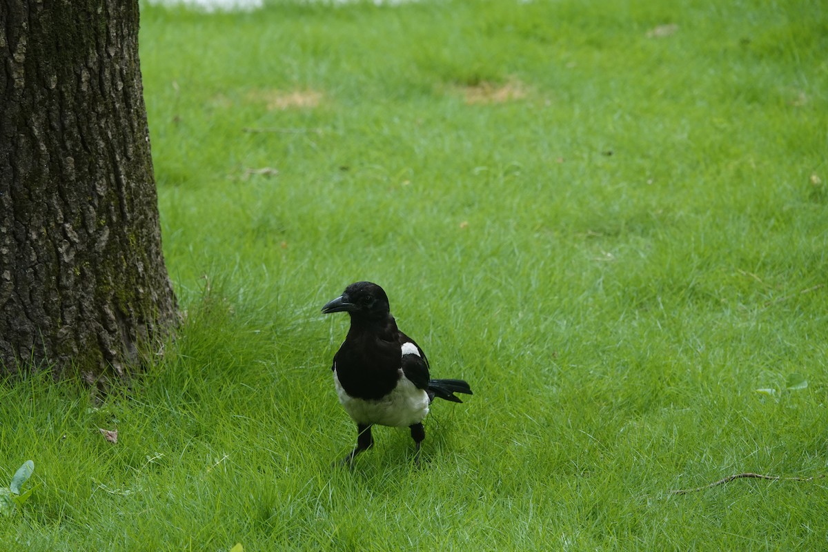 Oriental Magpie - ML638616982