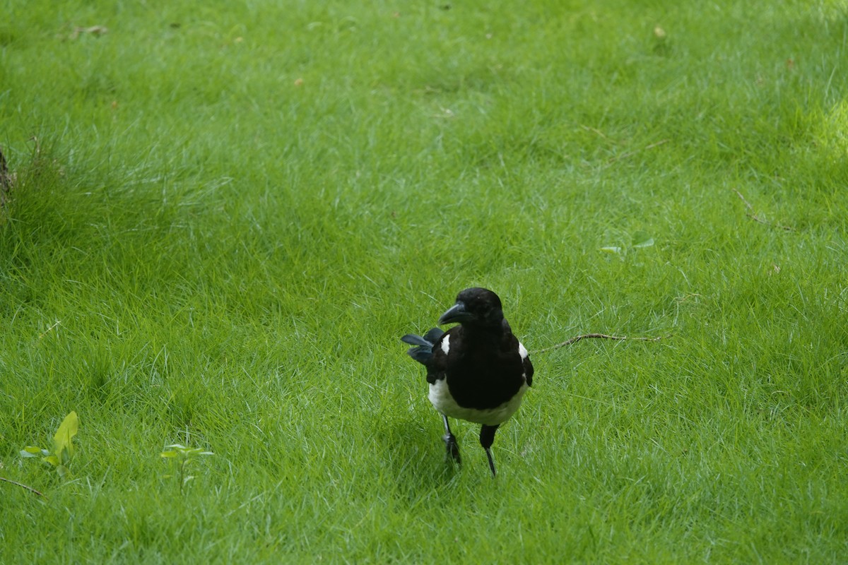 Oriental Magpie - ML638616984