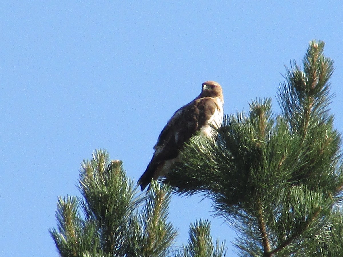 Red-tailed Hawk - ML638617038