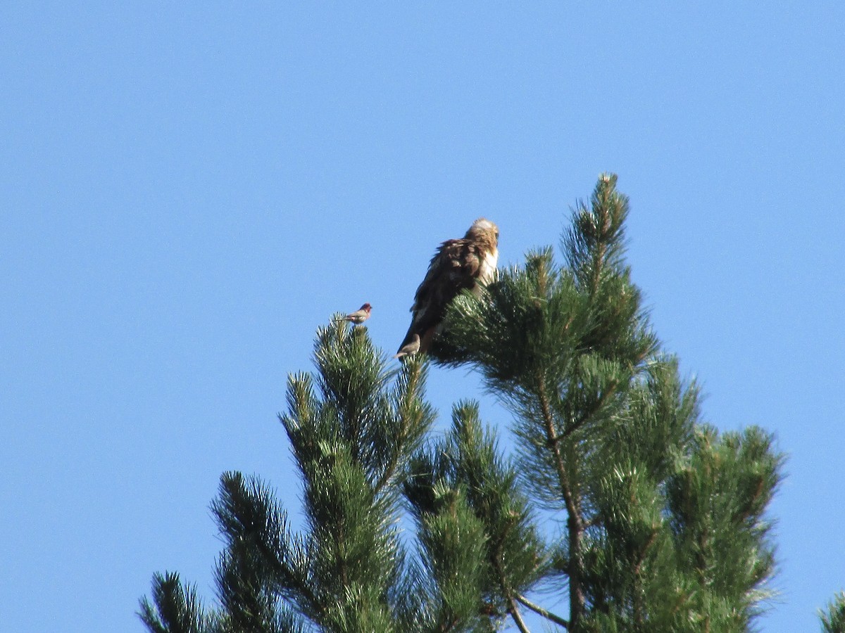 Red-tailed Hawk - ML638617039