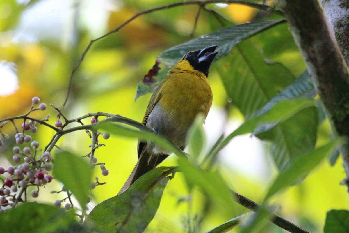 Black-faced Grosbeak - ML638617073