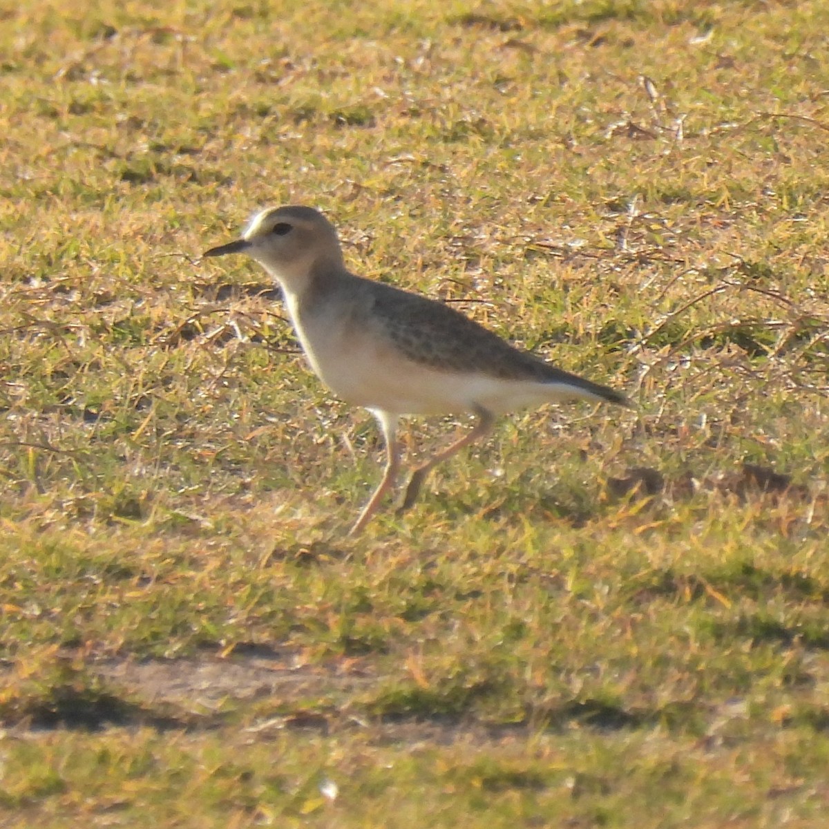 Mountain Plover - ML638617089