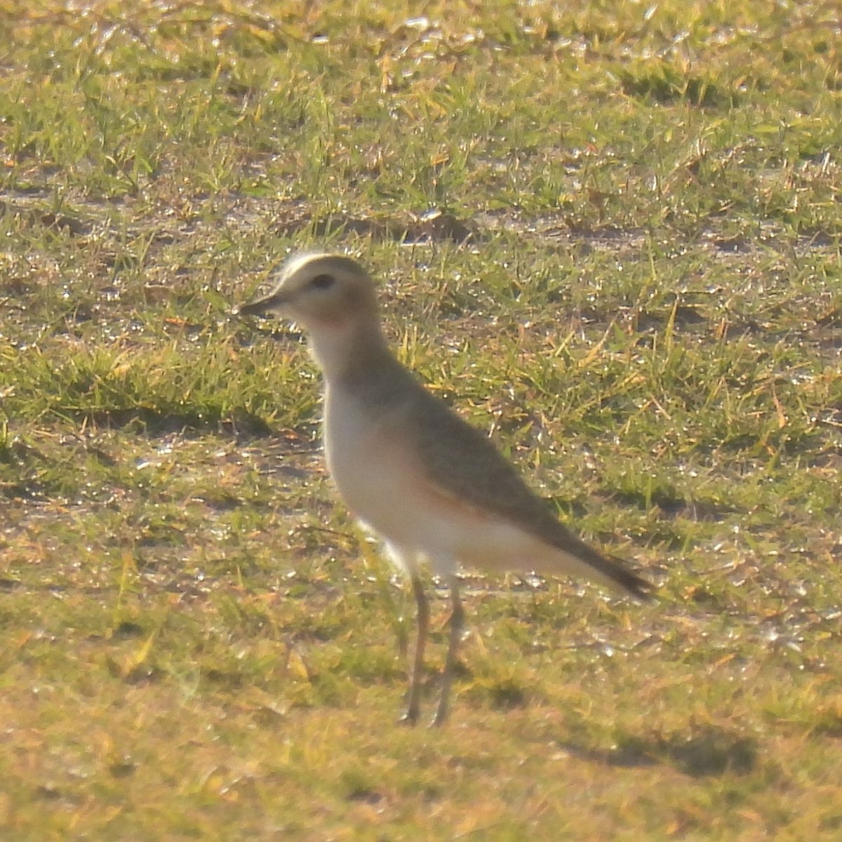 Mountain Plover - ML638617090