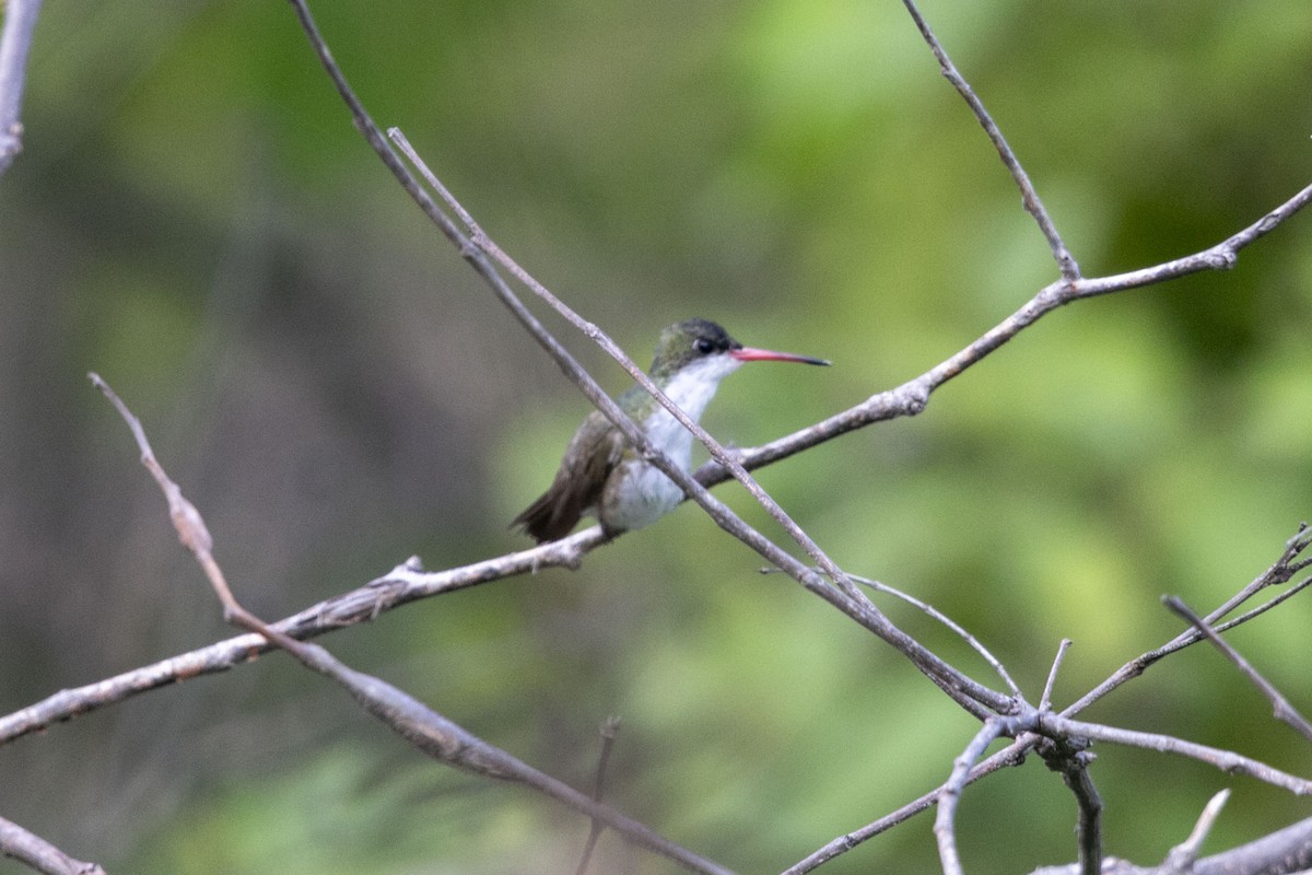 Green-fronted Hummingbird - ML638617092