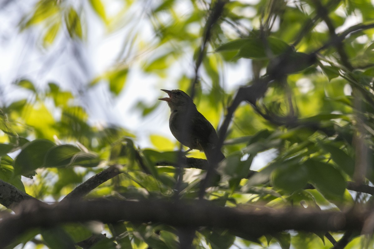 Olive Sparrow - ML638617099