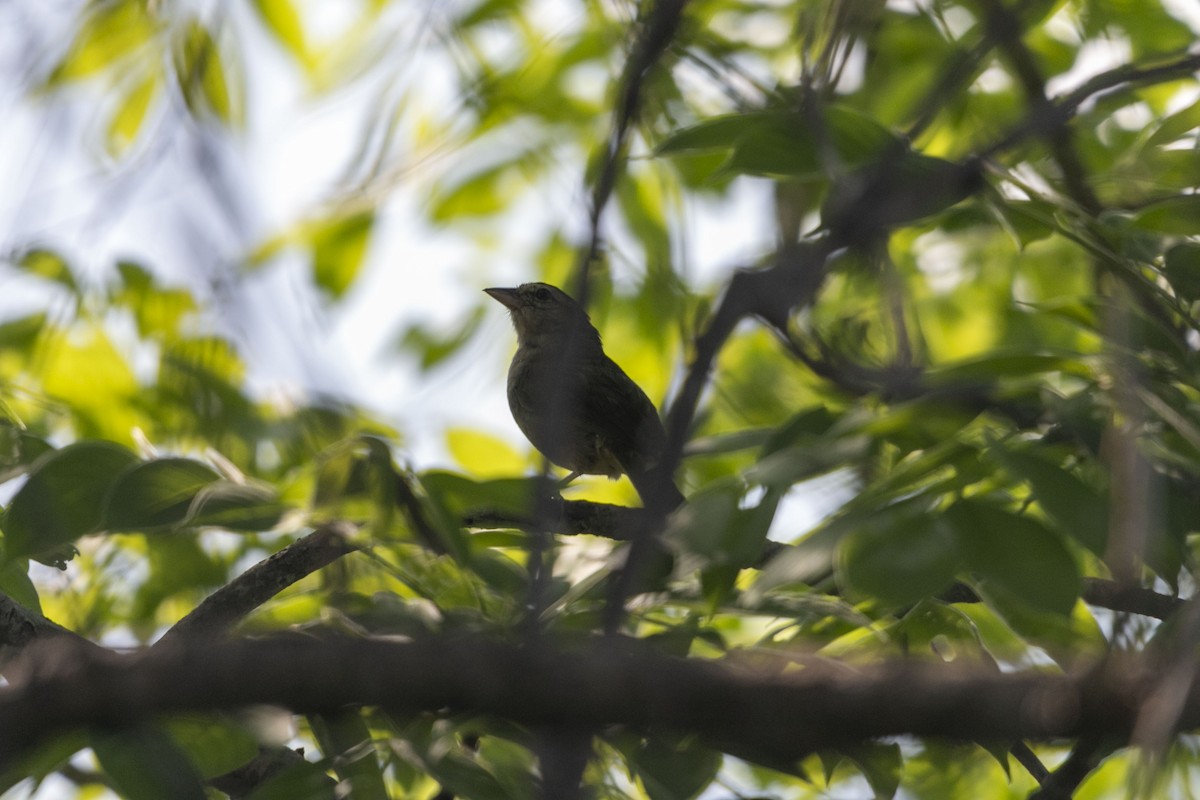 Olive Sparrow - ML638617100