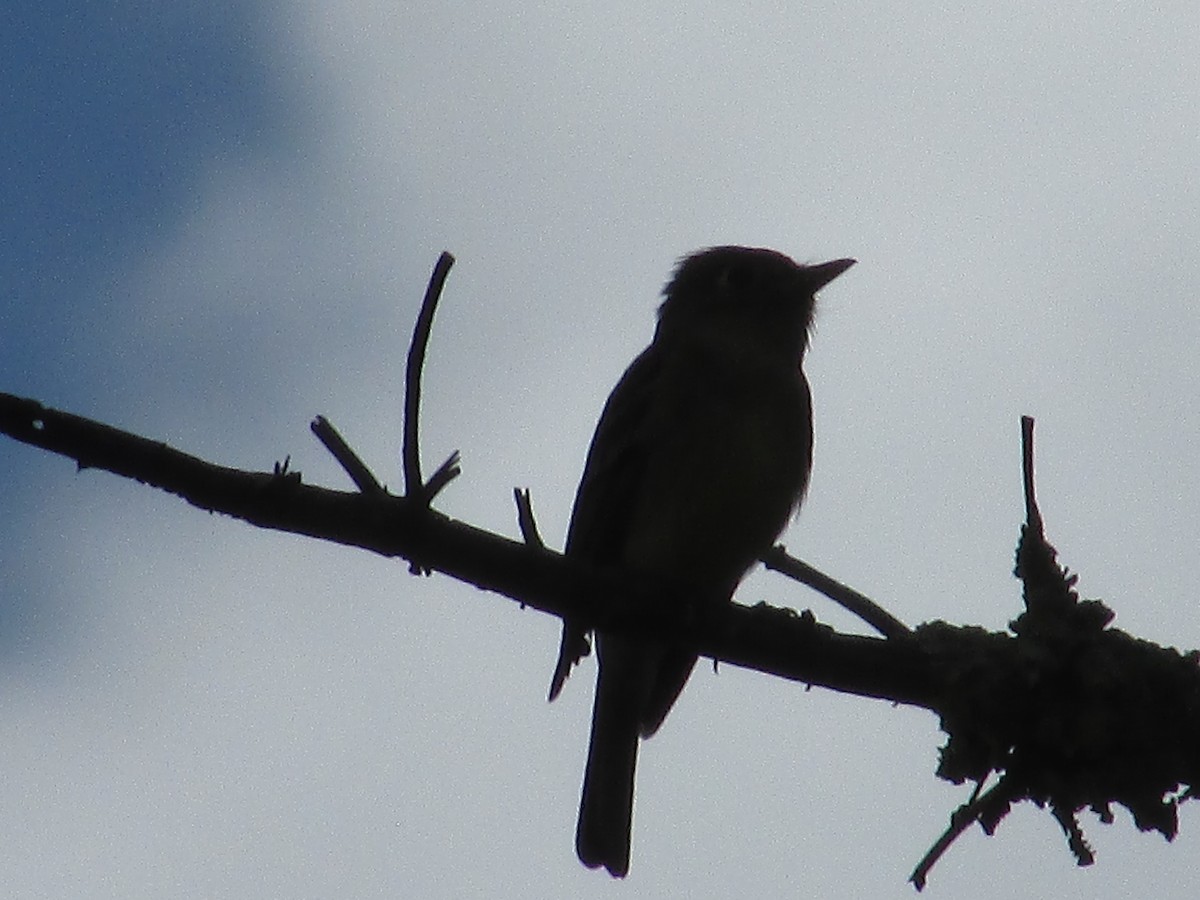 Western Flycatcher - ML638617131