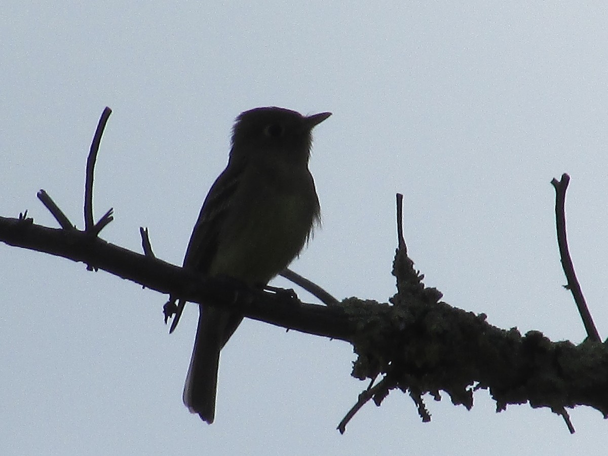 Western Flycatcher - ML638617132