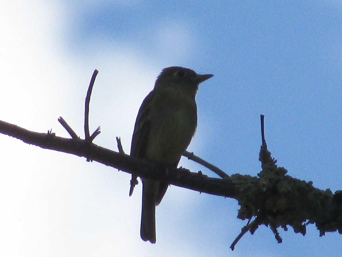 Western Flycatcher - ML638617133