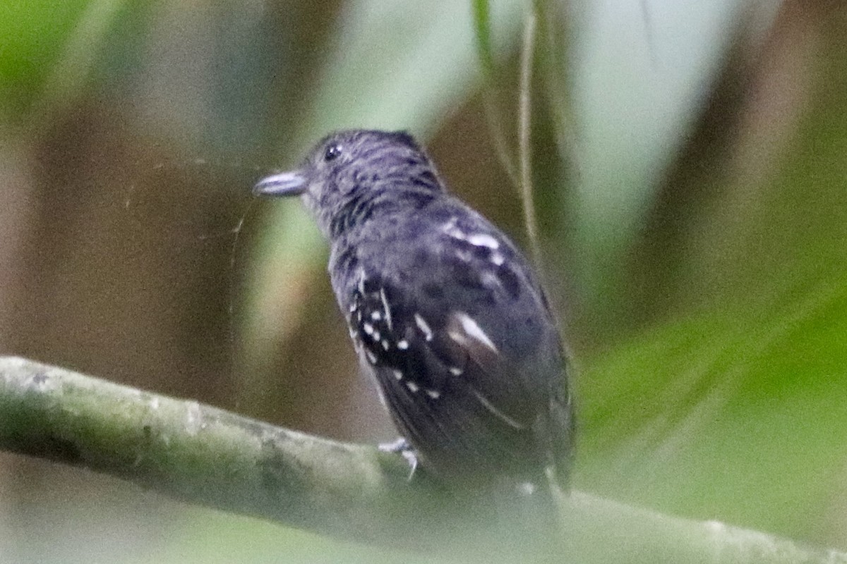 Black-crowned Antshrike - ML638617135