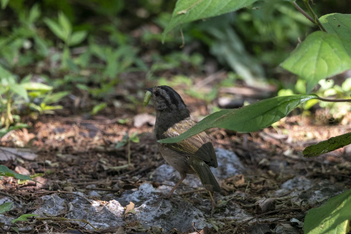 Olive Sparrow - ML638617142