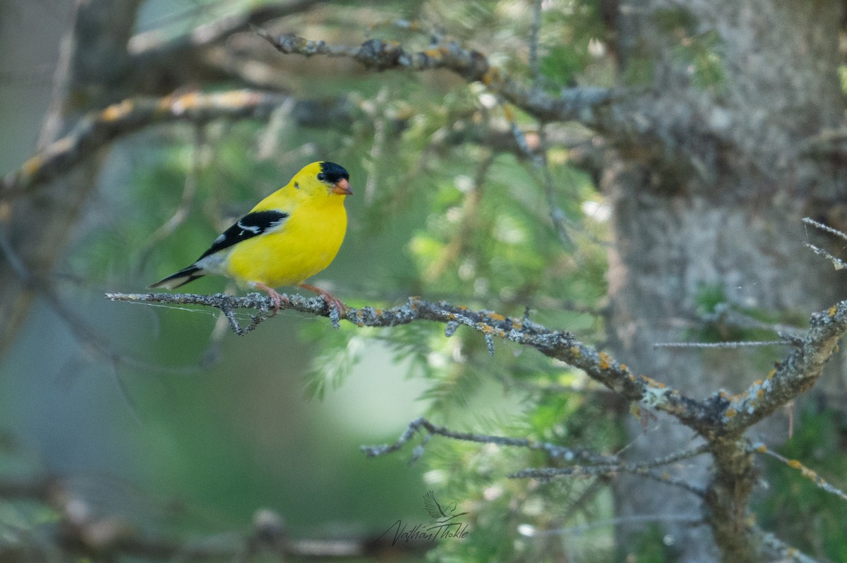 American Goldfinch - ML638617143