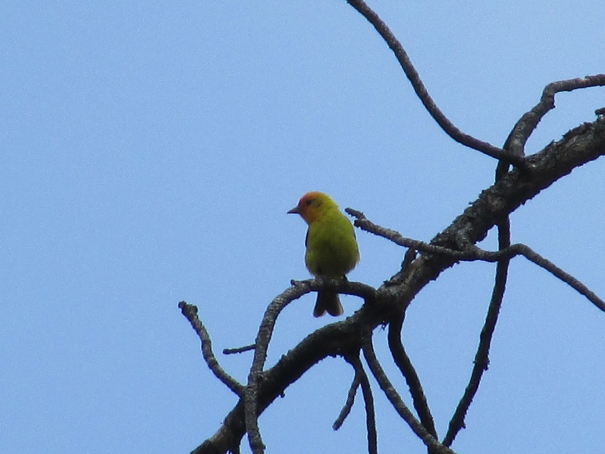 Western Tanager - ML638617145