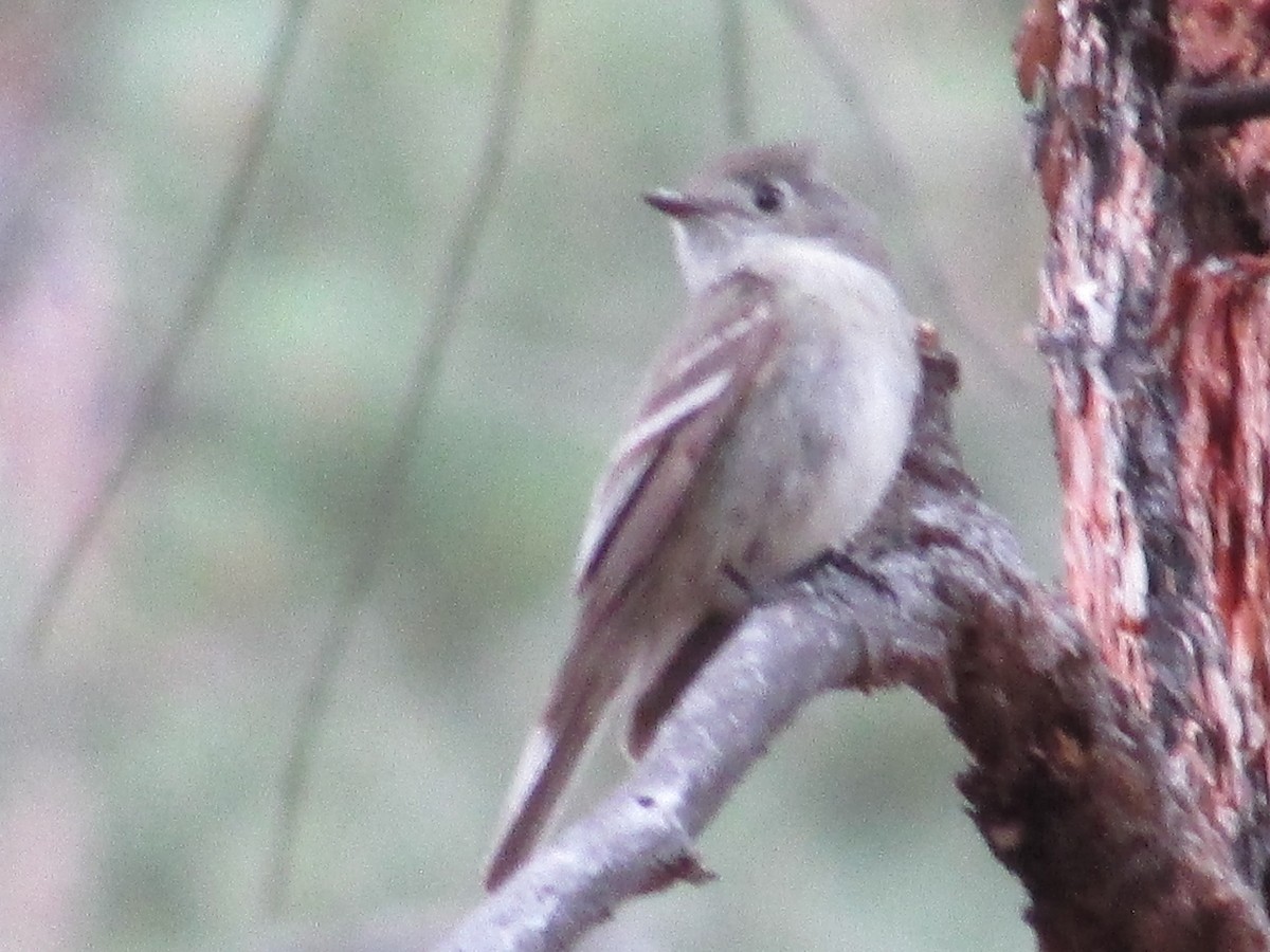 Hammond's Flycatcher - ML638617171
