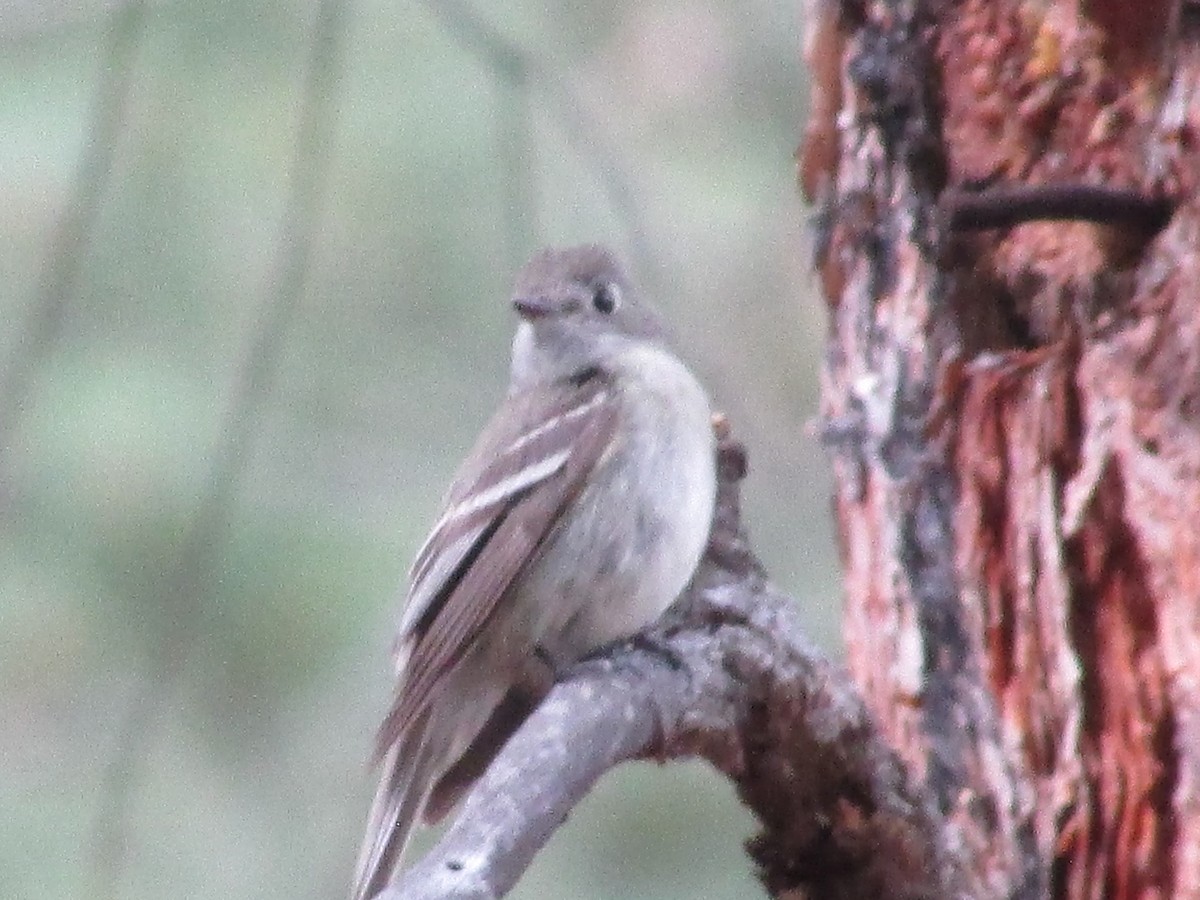 Hammond's Flycatcher - ML638617172