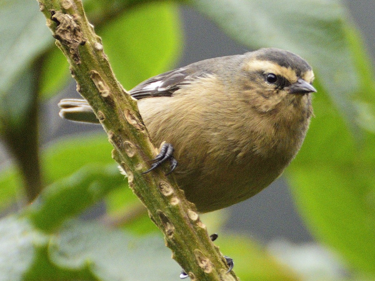 Cinereous Conebill - ML638617176