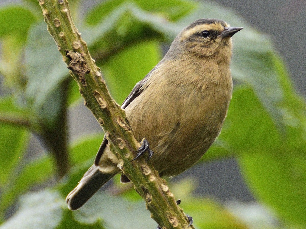 Cinereous Conebill - ML638617177