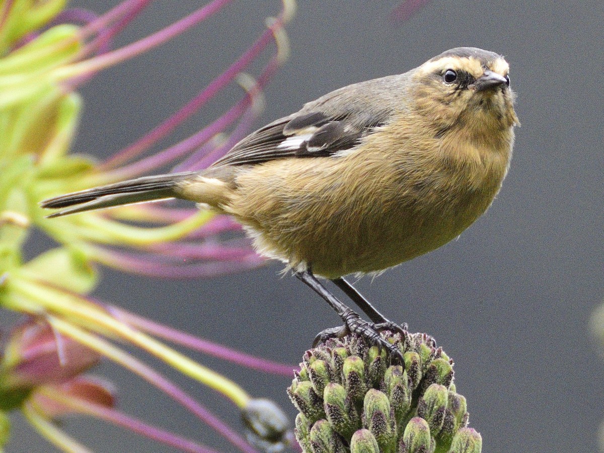 Cinereous Conebill - ML638617178