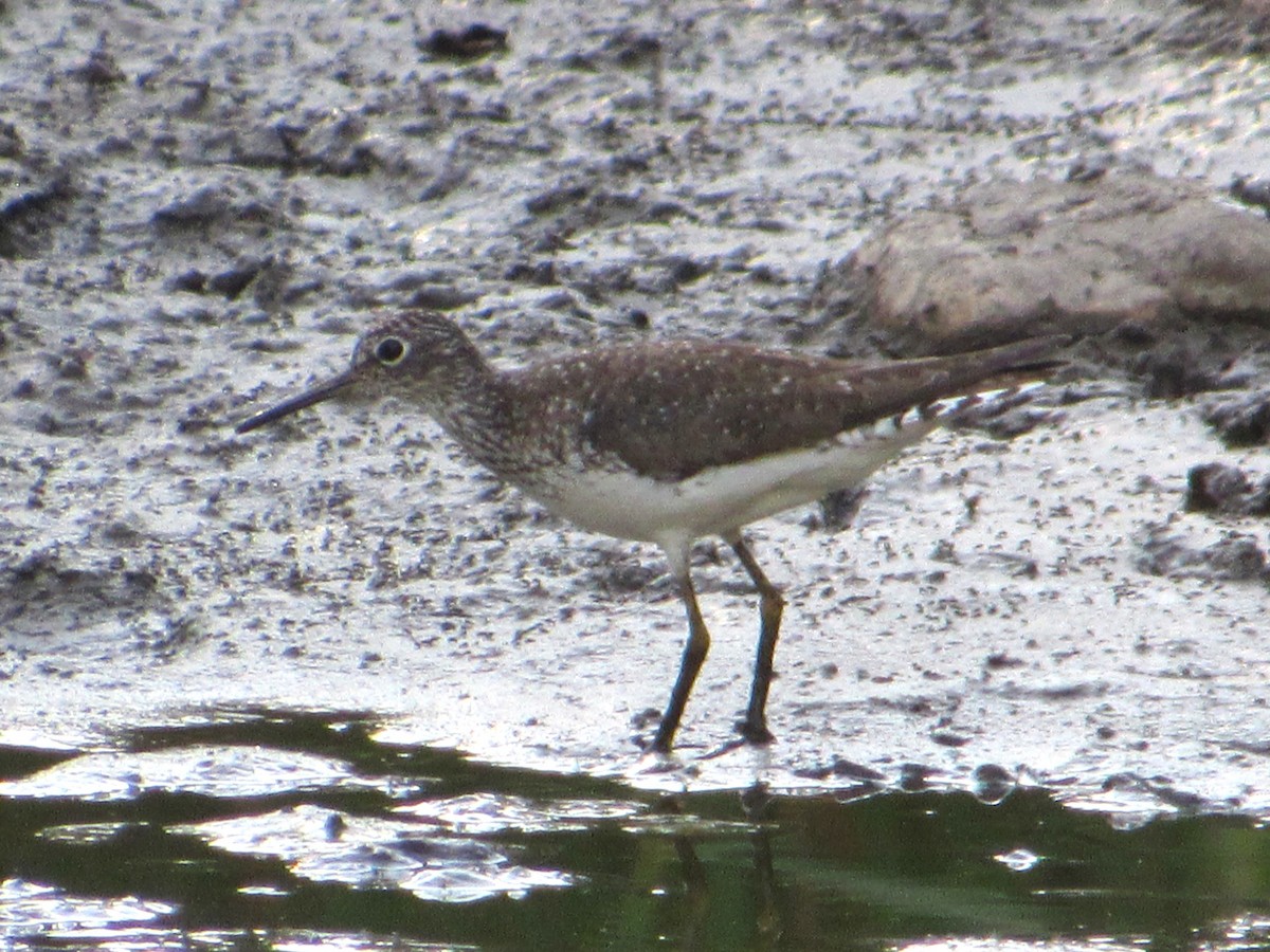 Einsiedelwasserläufer - ML638617190