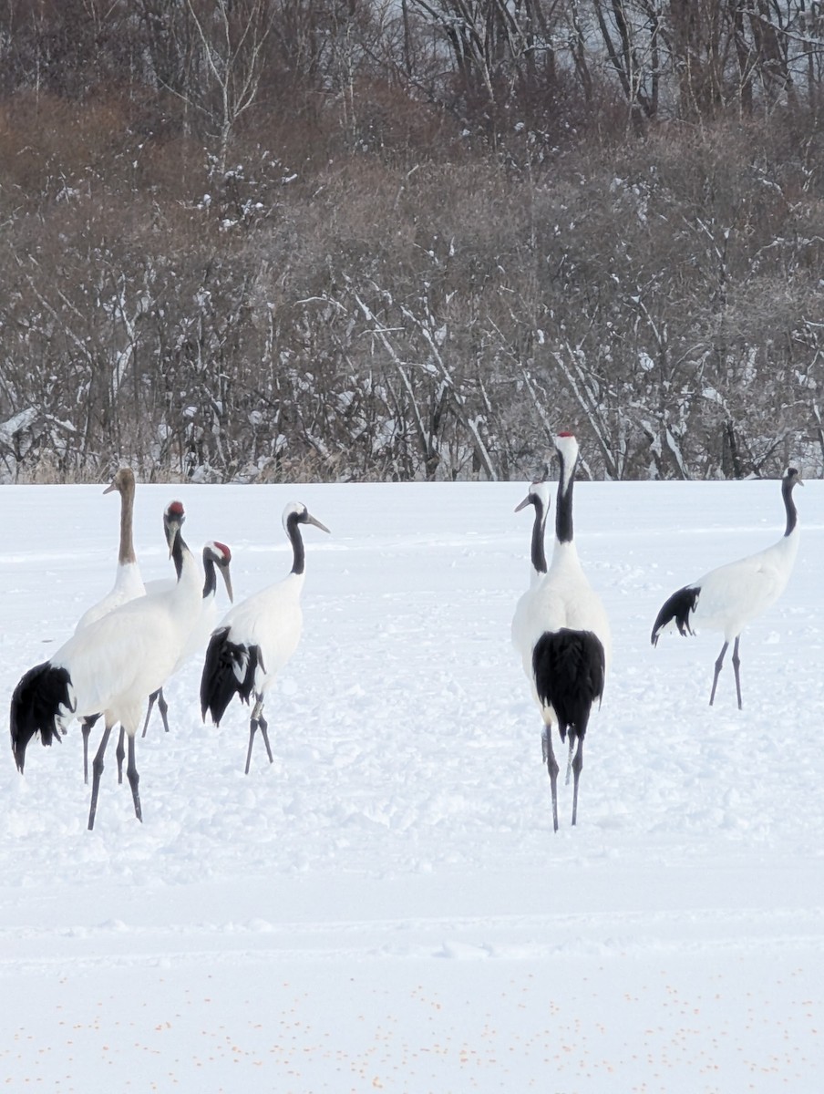 Red-crowned Crane - ML638617199