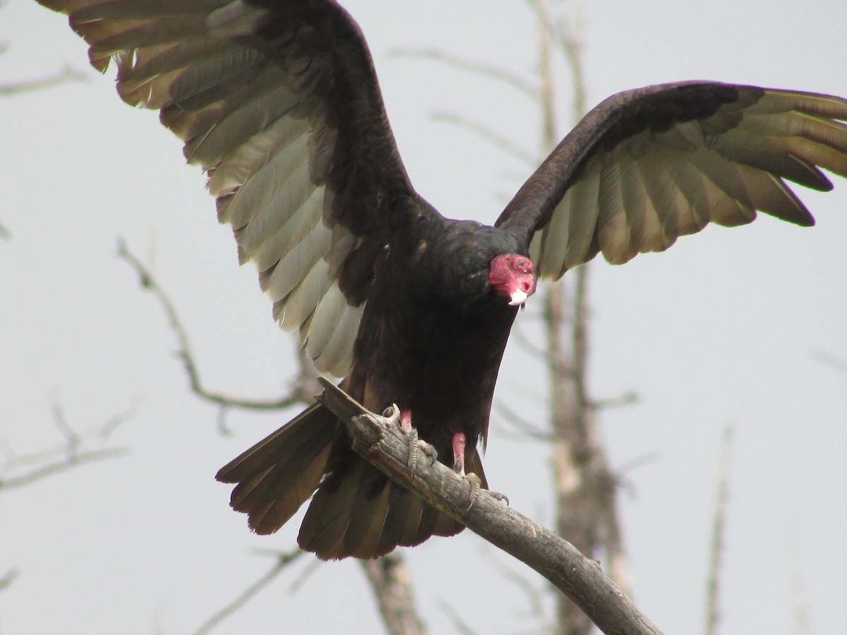 Turkey Vulture - ML638617200