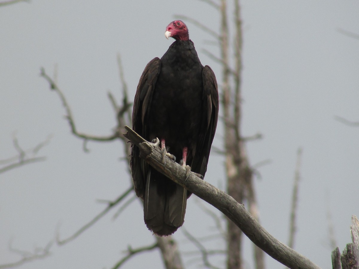 Turkey Vulture - ML638617201