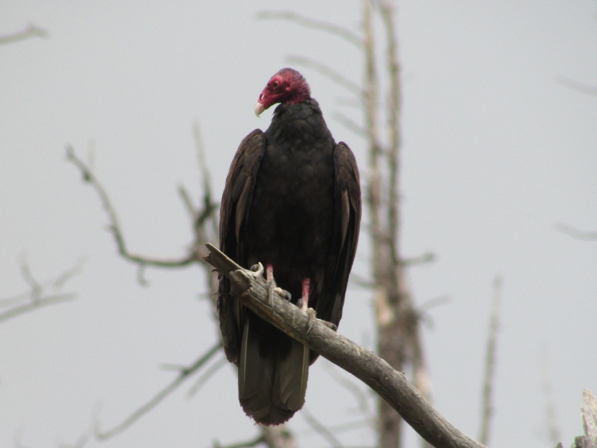 Turkey Vulture - ML638617202