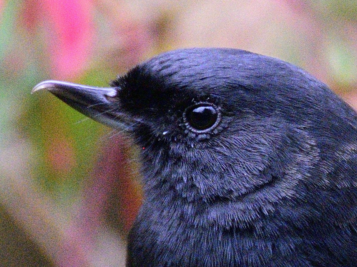 Glossy Flowerpiercer - ML638617208