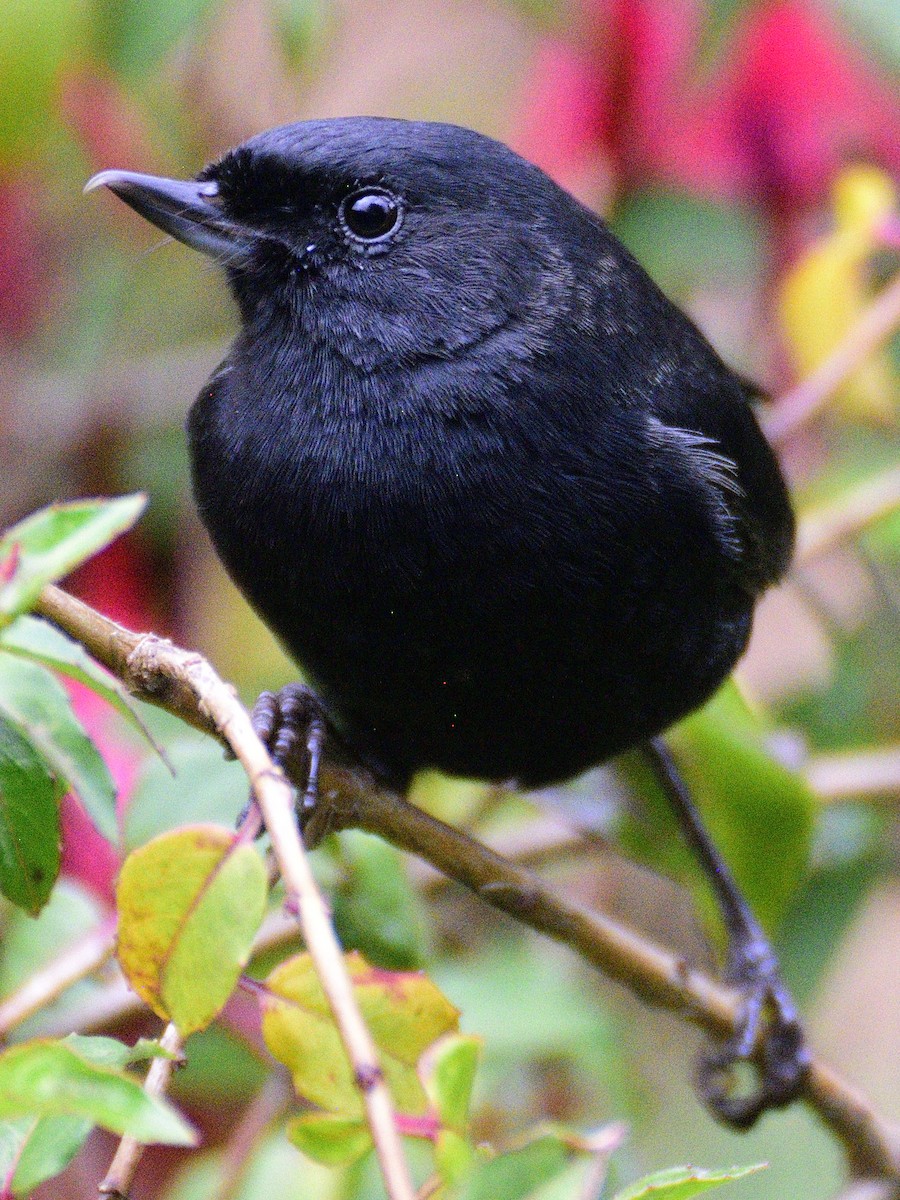 Glossy Flowerpiercer - ML638617209