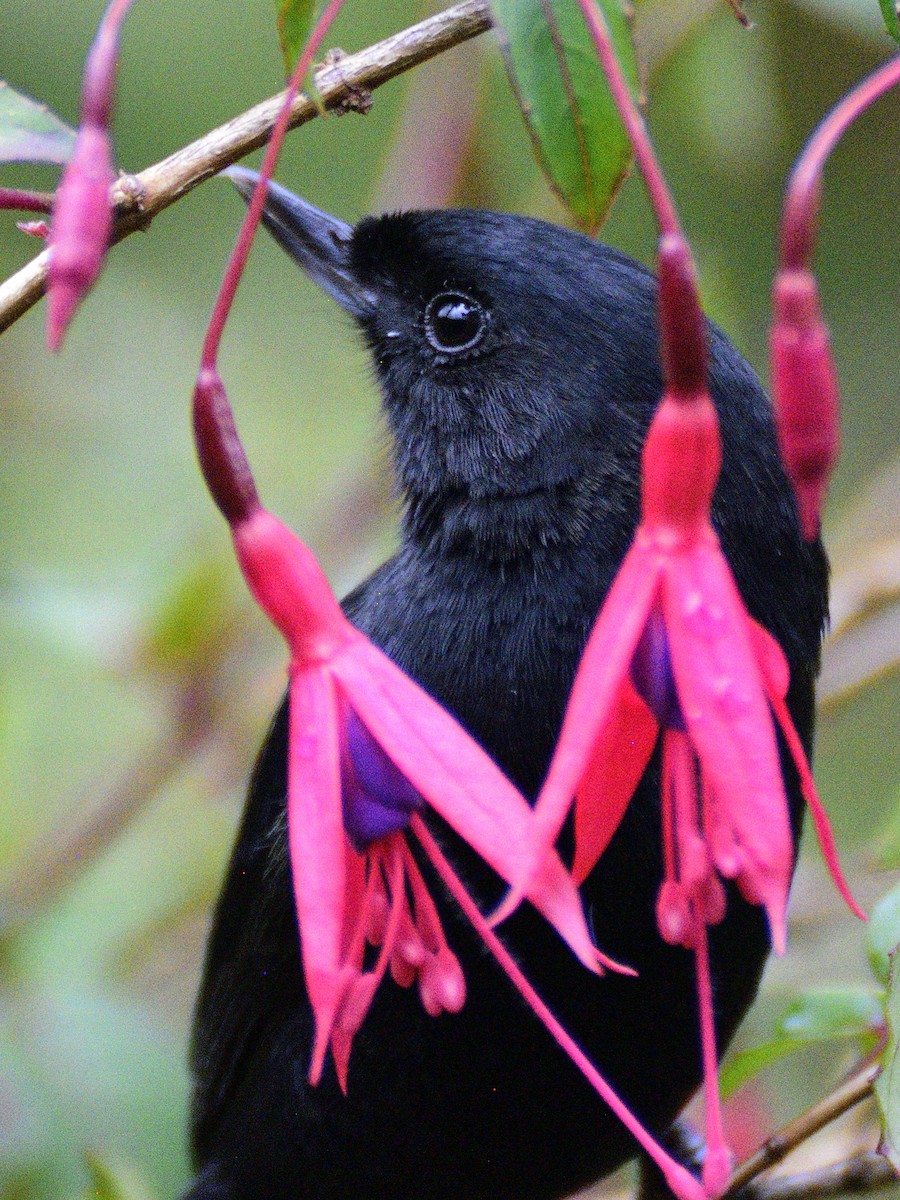 Glossy Flowerpiercer - ML638617211