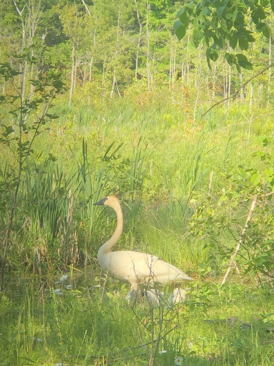 Trumpeter Swan - ML638617213