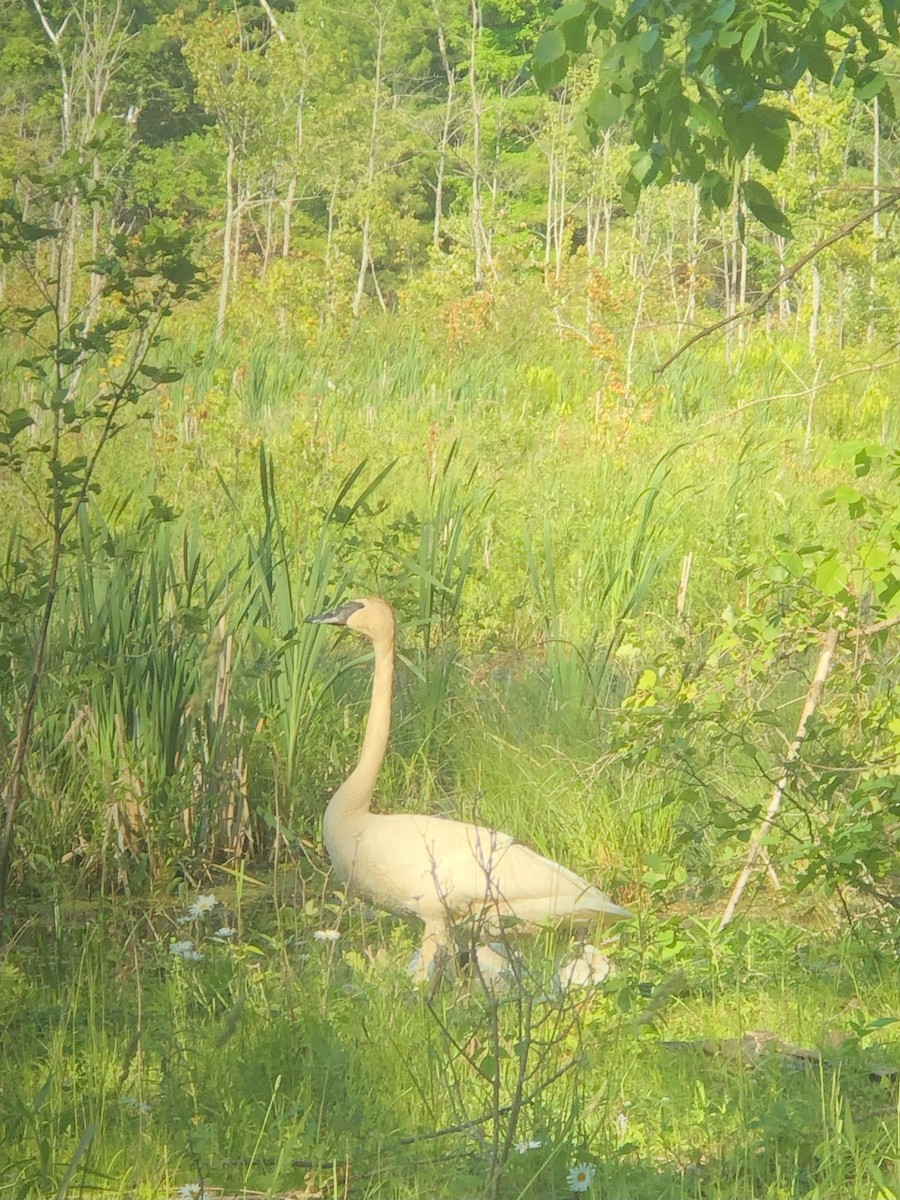 Trumpeter Swan - ML638617214