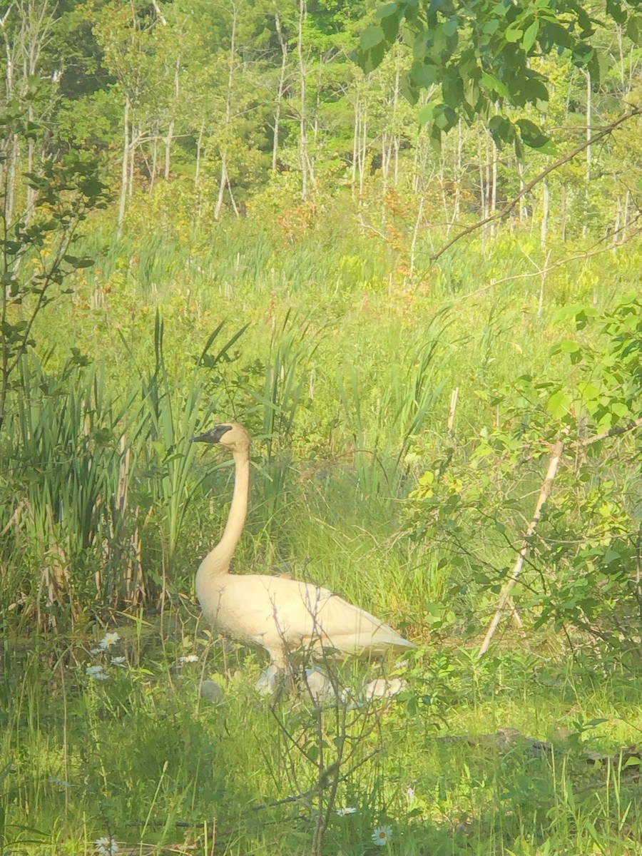 Trumpeter Swan - ML638617215